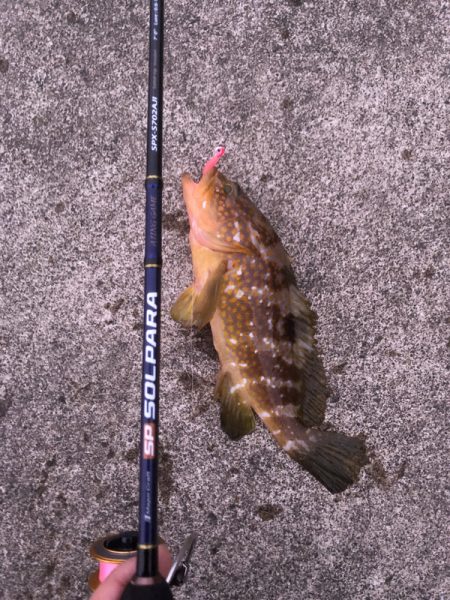 アジングでうれしい外道